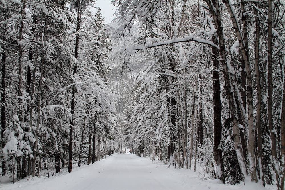 Snowy woods with a road in the center.